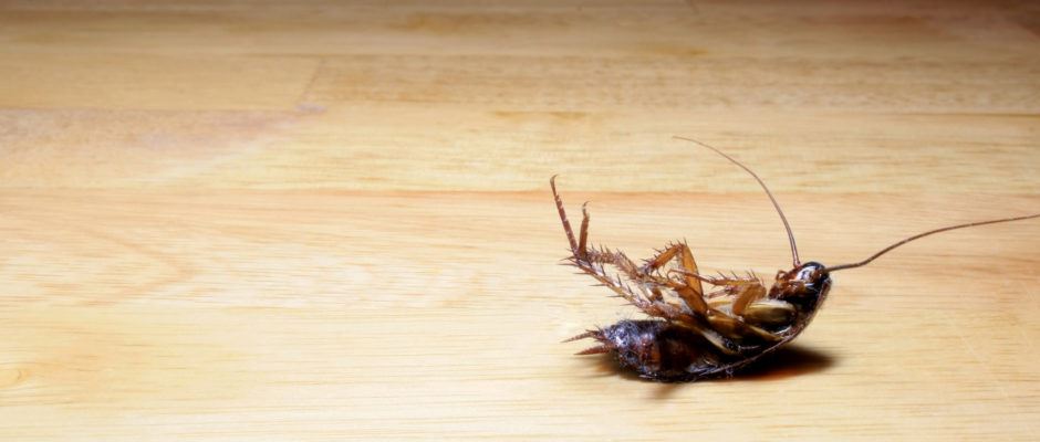 Home Pest Control Experts Give Tips on Getting Rid of Texas Roaches