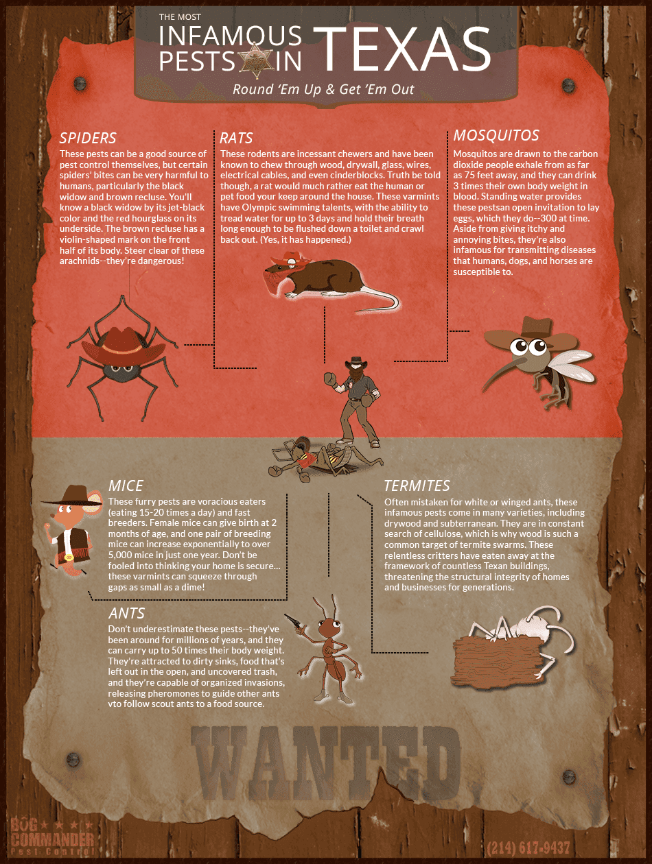 Texas pest infographic