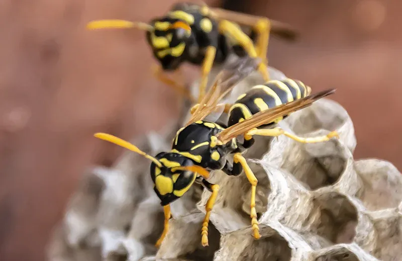 wasp nest