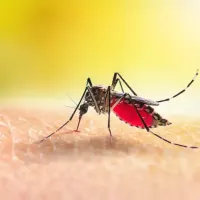 mosquito