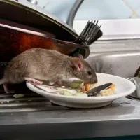 mouse