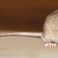 rat