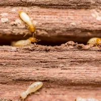 termite