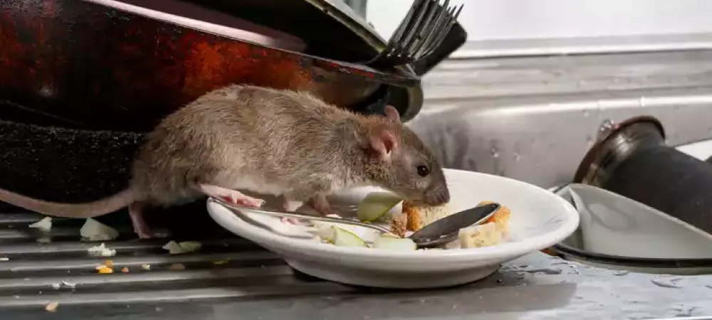 mouse
