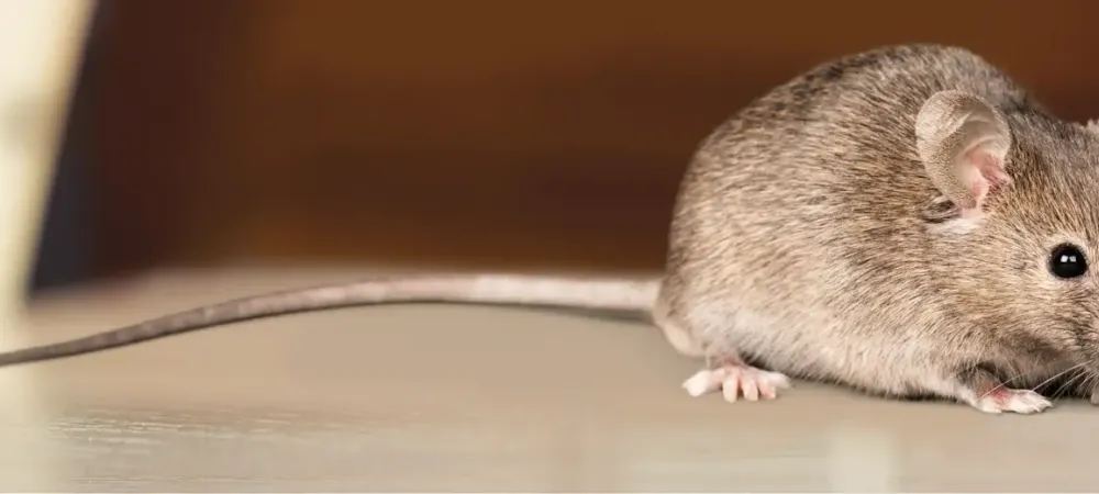 rat
