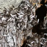 termite