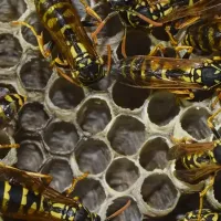 wasp